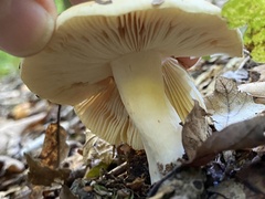 Russula ochroleuca