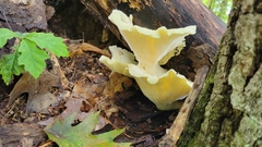 Pleurotus levis