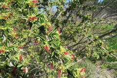 Cliffortia ruscifolia