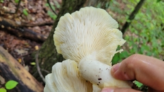 Pleurotus levis