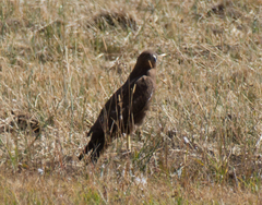 Buteo