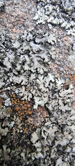 Phaeophyscia