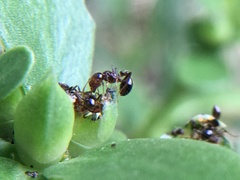 Solenopsis xyloni