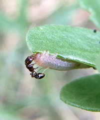 Solenopsis xyloni