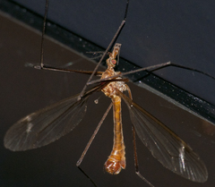 Tipula cava
