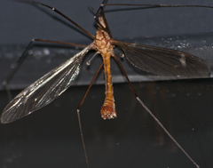 Tipula cava