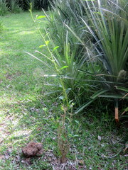 Citharexylum montevidense