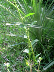 Citharexylum montevidense