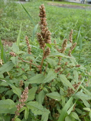 Amaranthus deflexus