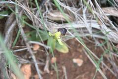 Ophrys