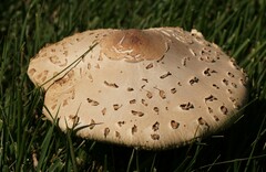 Chlorophyllum molybdites