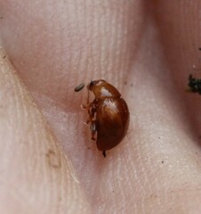 Sphaeroderma testaceum