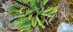 Asplenium ceterach