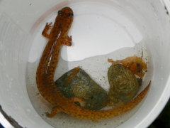 Gyrinophilus porphyriticus