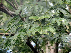 Albizia inundata