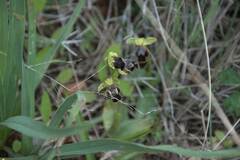 Ophrys