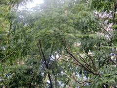 Albizia inundata