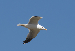 Larus armenicus