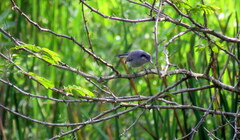 Polioptila dumicola