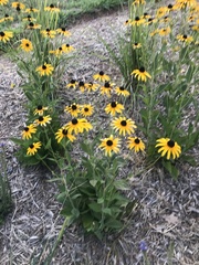 Rudbeckia hirta