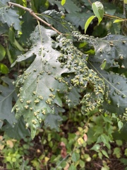 Aceria querci