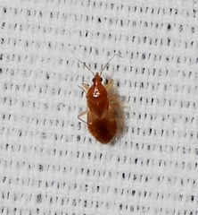 Anthocoridae