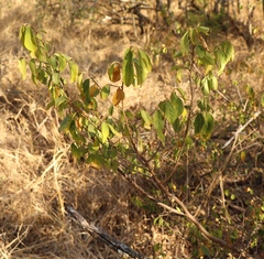Grewia flavescens