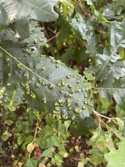 Aceria querci
