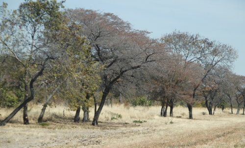 Image of Peltophorum africanum by (c) Tony Rebelo, some rights reserved (CC BY-SA)