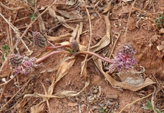 Ledebouria luteola