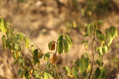 Grewia flavescens