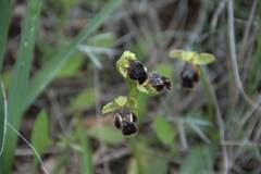 Ophrys