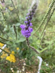 Verbena stricta
