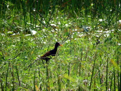 Jacana jacana