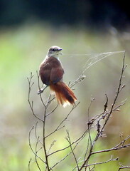 Certhiaxis cinnamomeus