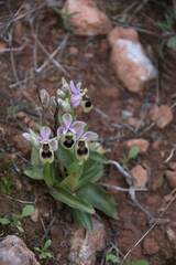 Ophrys