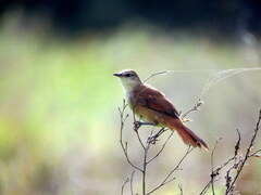 Certhiaxis cinnamomeus