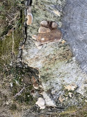 Phellinus igniarius