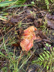 Hygrocybe