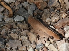 Tomonotus ferruginosus