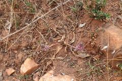 Ledebouria luteola