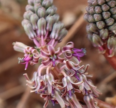 Ledebouria luteola