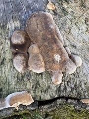 Phellinus igniarius