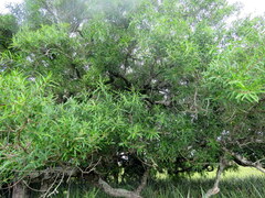 Sapium glandulosum