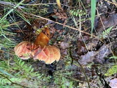 Hygrocybe