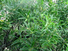 Sapium glandulosum
