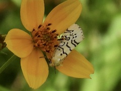 Chrysoecia atrolinea