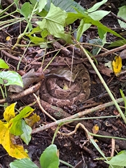Bothrops asper