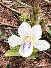 Asystasia intrusa
