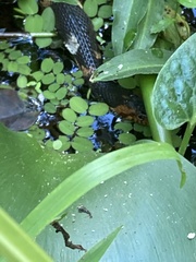 Nerodia fasciata confluens